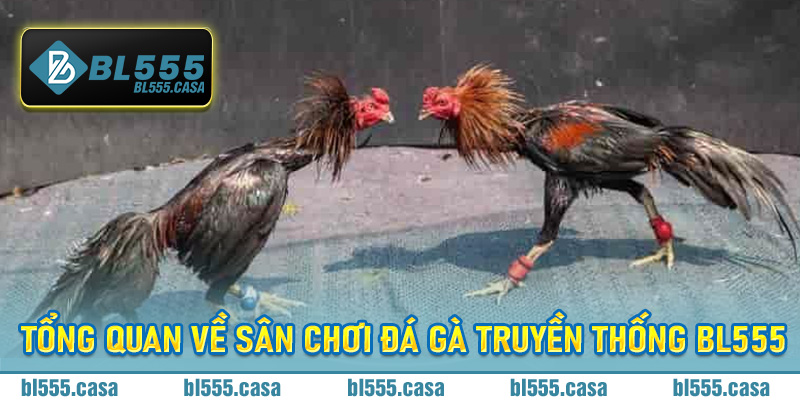 Tổng quan về sân chơi đá gà truyền thống Bl555