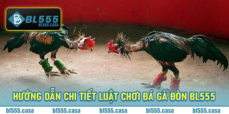 Hướng dẫn chi tiết luật chơi đá gà đòn BL555 dành cho tân binh