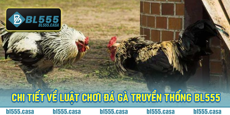 Chi tiết về luật chơi đá gà truyền thống BL555 dành cho các tân binh