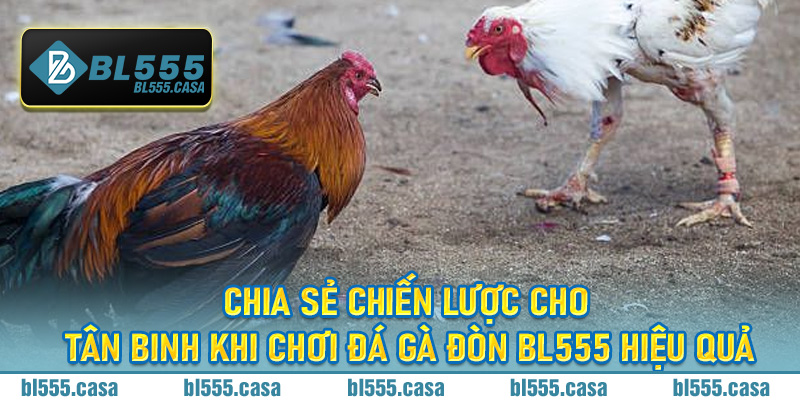 Chia sẻ chiến lược cho tân binh khi chơi đá gà đòn BL555 hiệu quả