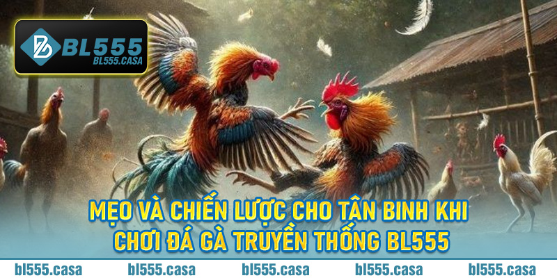 Mẹo và chiến lược cho tân binh khi chơi đá gà truyền thống BL555