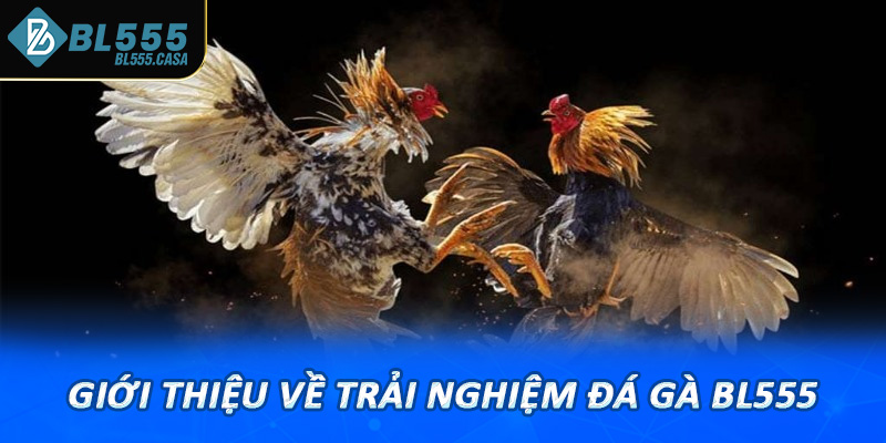 Giới thiệu về trải nghiệm đá gà bl555