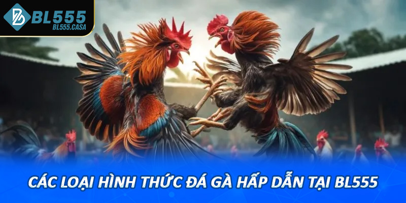 Các loại hình thức đá gà hấp dẫn tại bl555