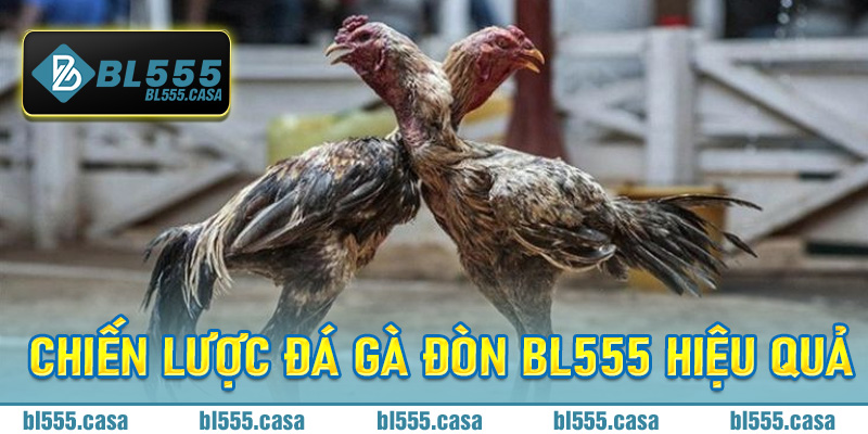 đá gà đòn BL555
