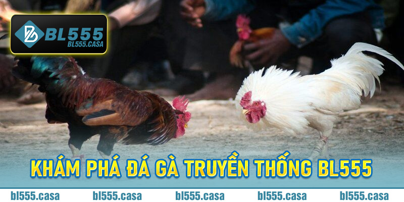 đá gà truyền thống BL555